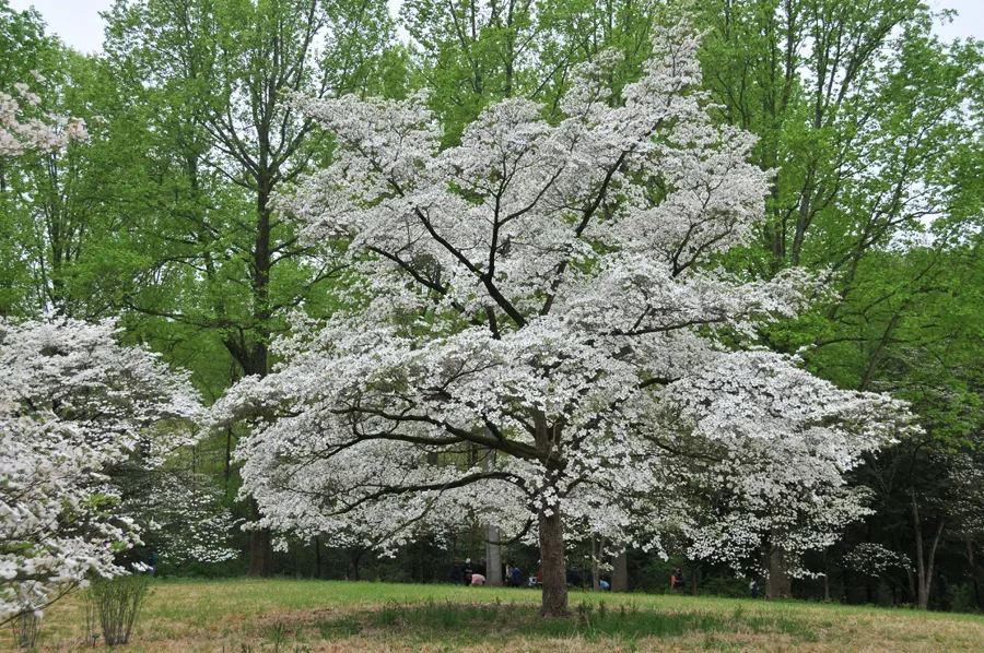 what is killing my dogwood tree