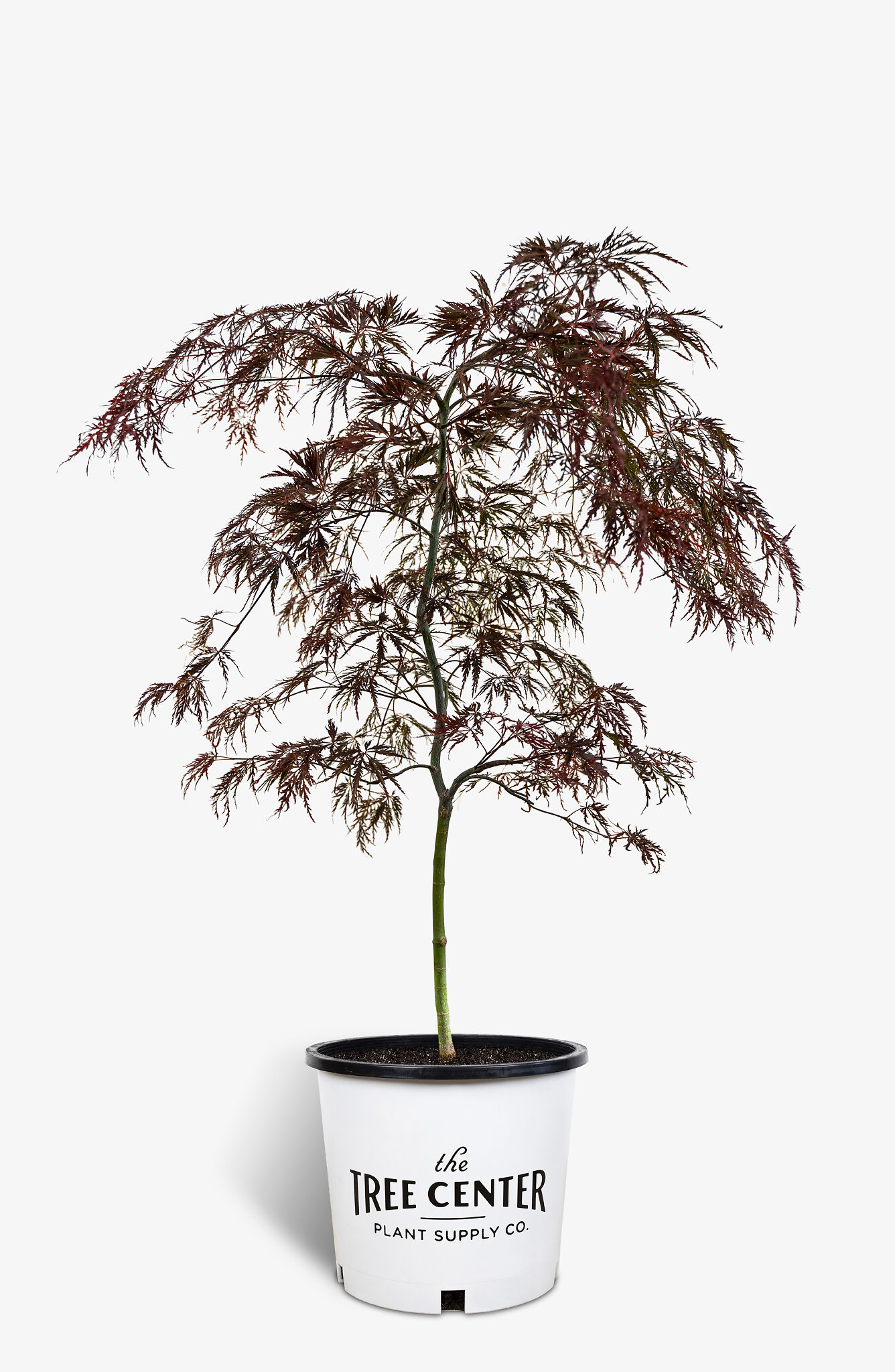 Crimson Queen Japanese Maple For Sale Online The Tree Center.