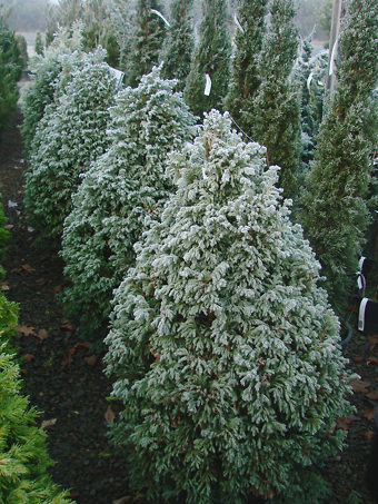 Cyano Viridis Cypress