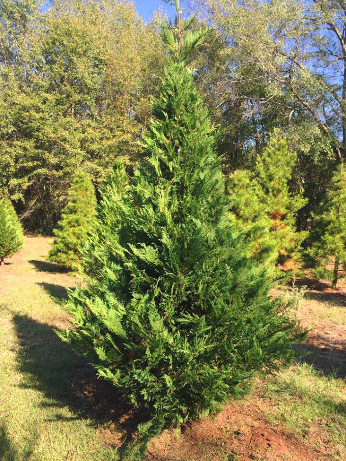 Murray Cypress Trees For Sale Online The Tree Center