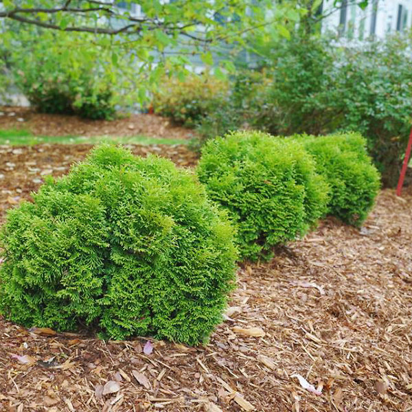 Danica Globe Thuja Arborvitae For Sale Online The Tree Center