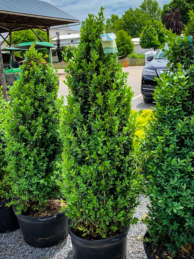 Uptight Boxwood Shrubs For Sale Online The Tree Center