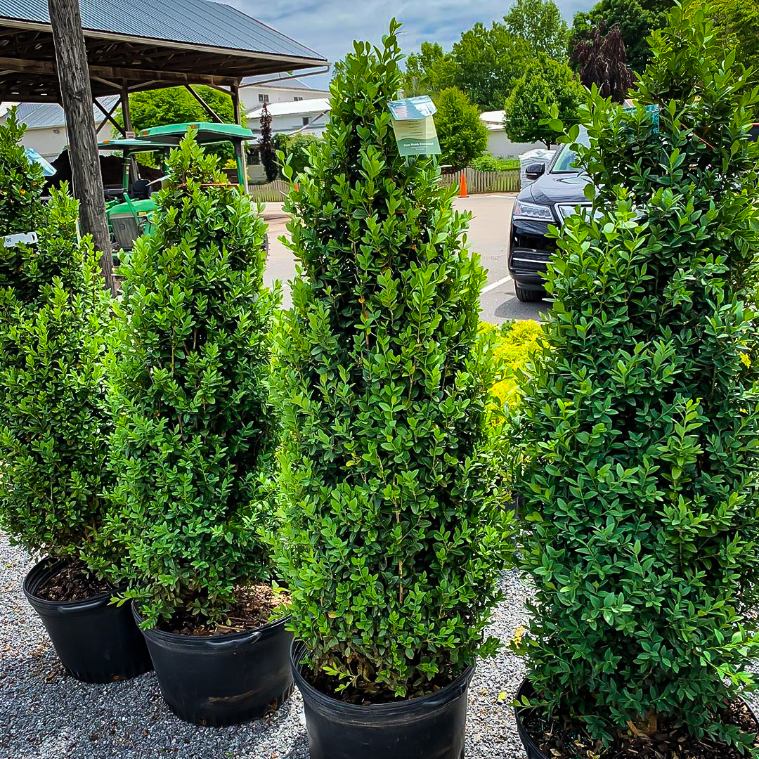 Dee Runk Boxwood For Sale Online The Tree Center