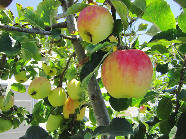 Dwarf Granny Smith Apple Tree - A true culinary delight for fresh