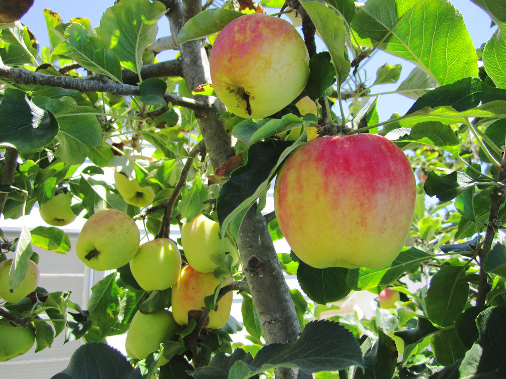 Dorsett Southern Apple Trees For Sale The Tree Center