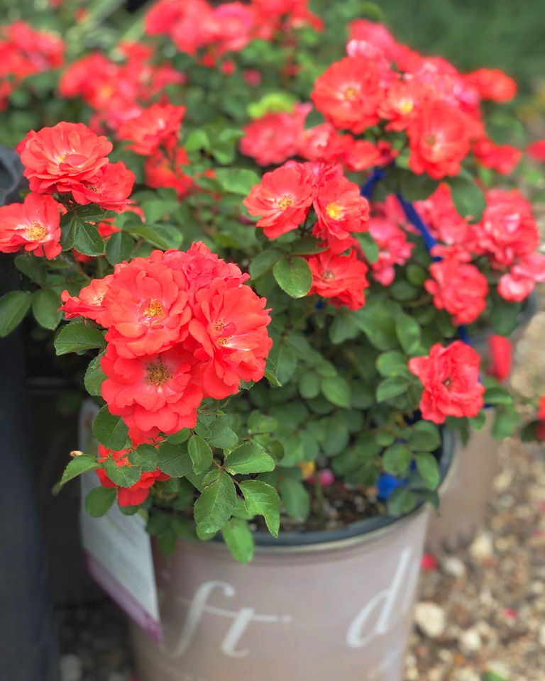 Coral Drift® Rose Bushes For Sale The Tree Center