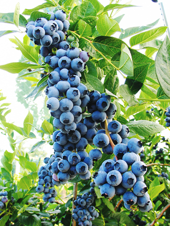 Duke Blueberry