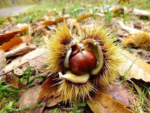 Grow Your Own Nuts | The Tree Center™
