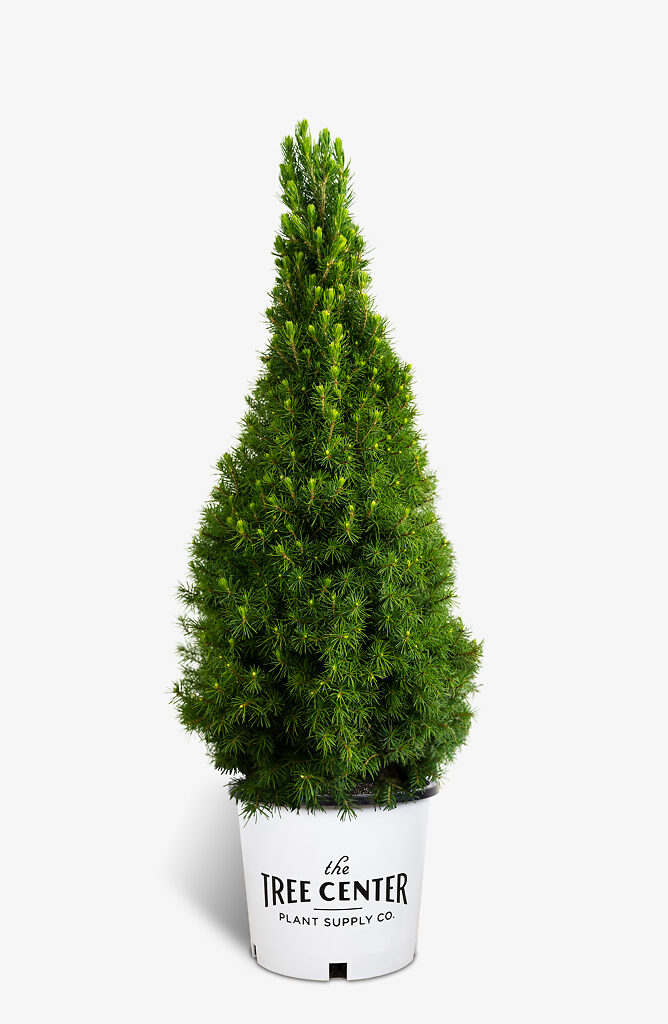Dwarf Alberta Spruce For Sale Online The Tree Center