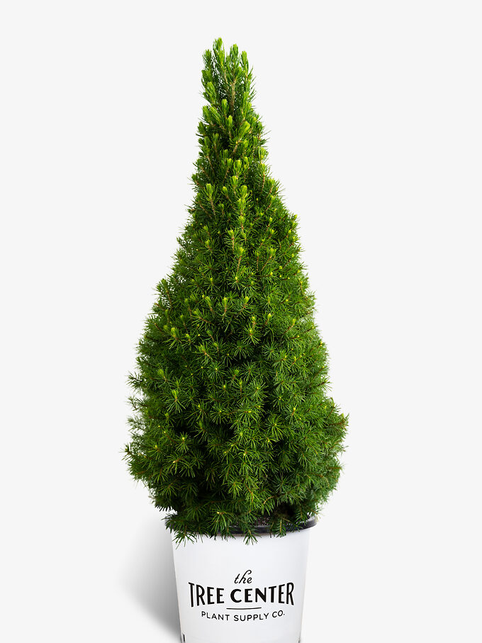 Buy Spruce Trees Online Spruce Trees for Sale The Tree Center