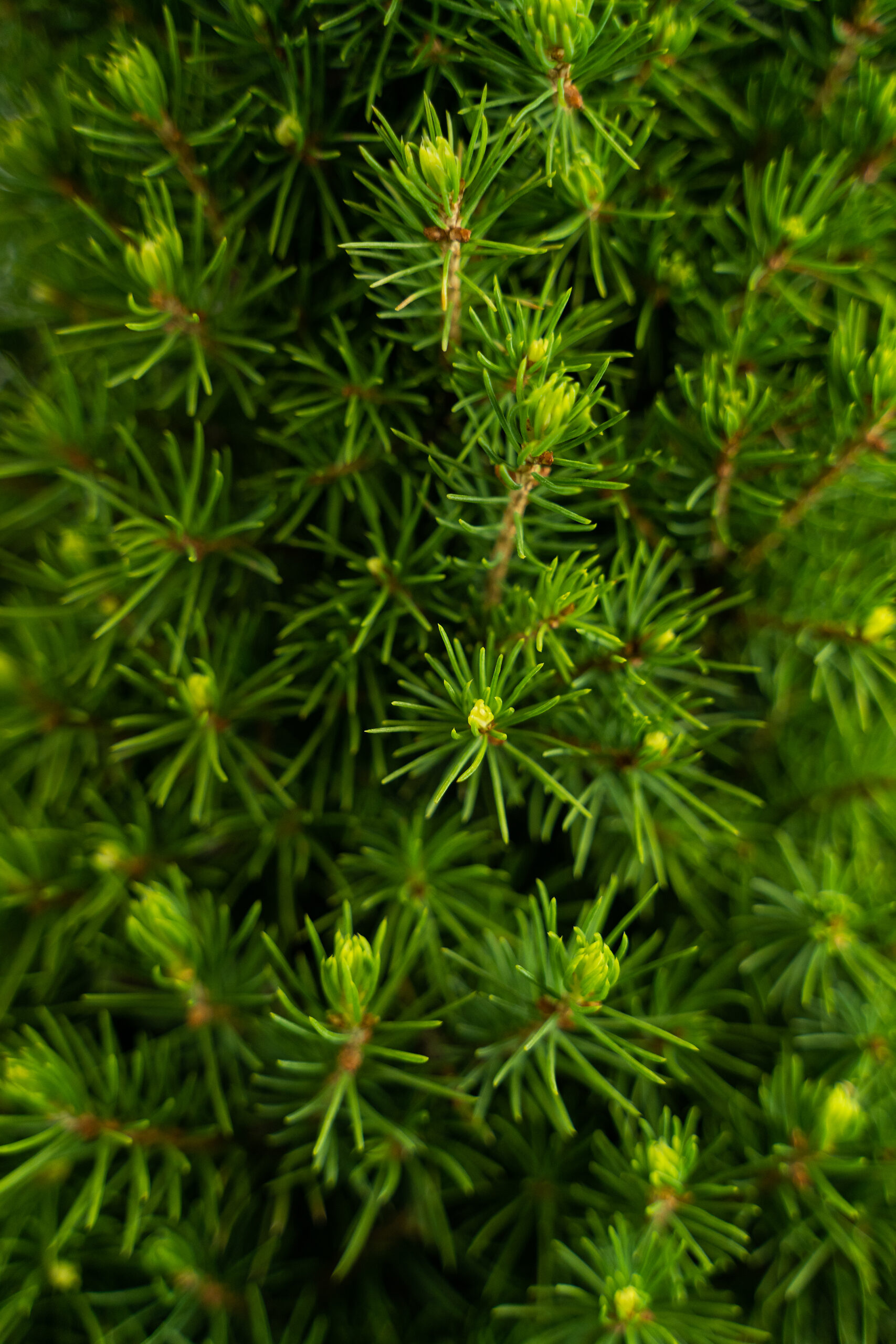 Dwarf Alberta Spruce For Sale Online The Tree Center