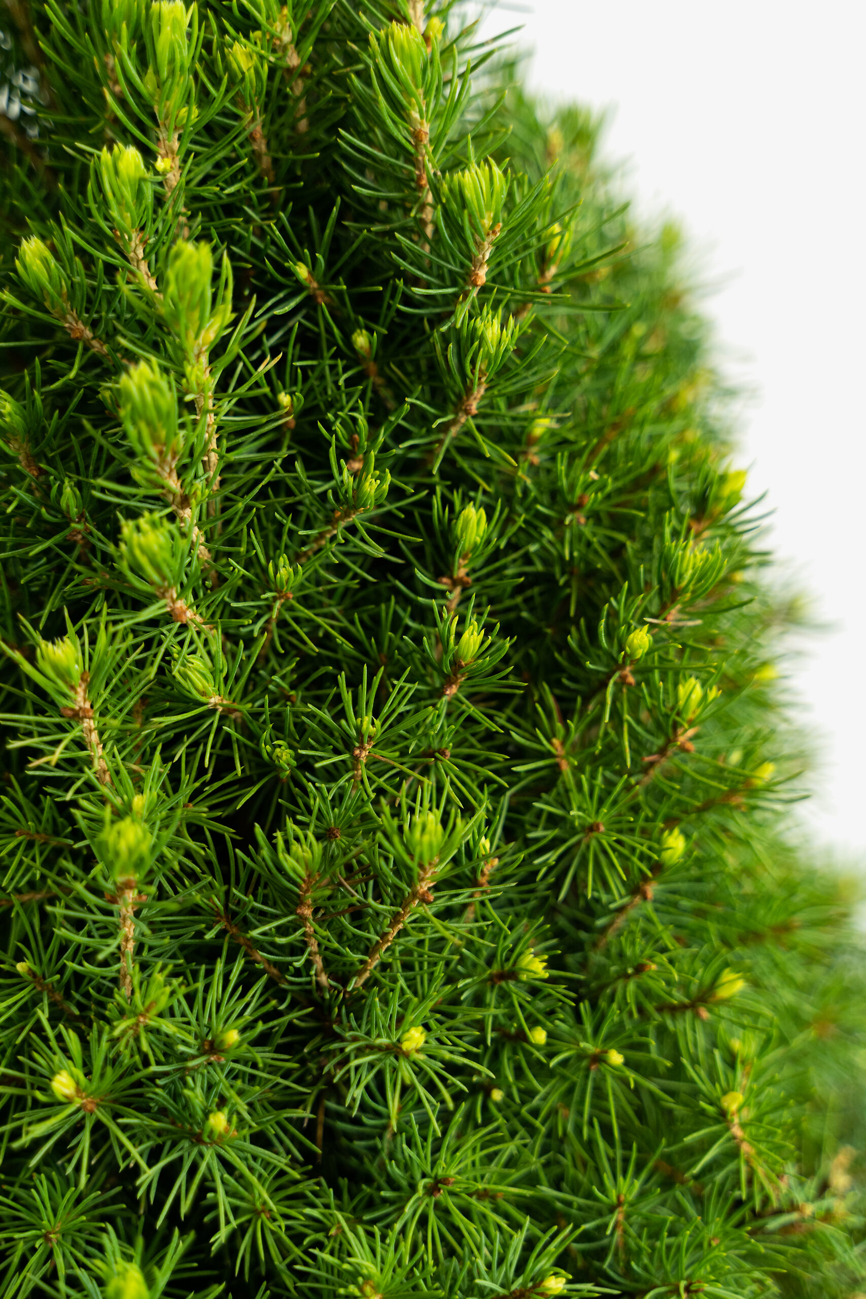 Dwarf Alberta Spruce For Sale Online The Tree Center