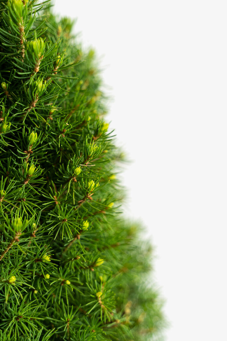 Dwarf Alberta Spruce For Sale Online The Tree Center