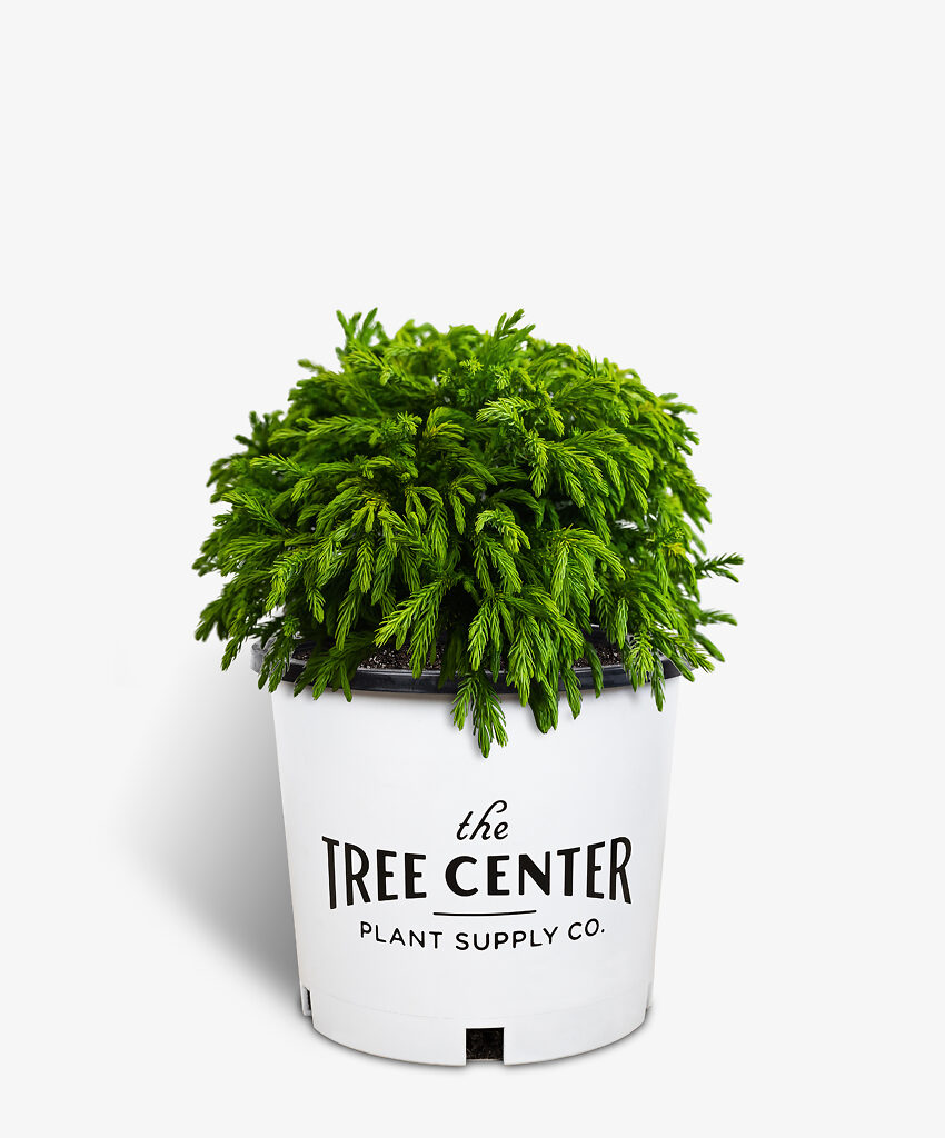 Dwarf Globe Japanese Cedar Trees For Sale | The Tree Center