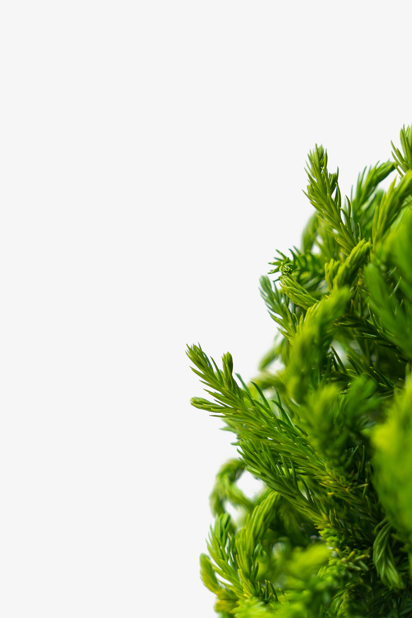 Dwarf Globe Japanese Cedar Trees For Sale | The Tree Center