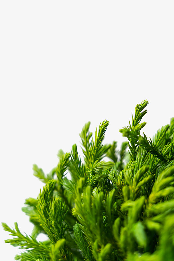 Dwarf Globe Japanese Cedar Trees For Sale | The Tree Center