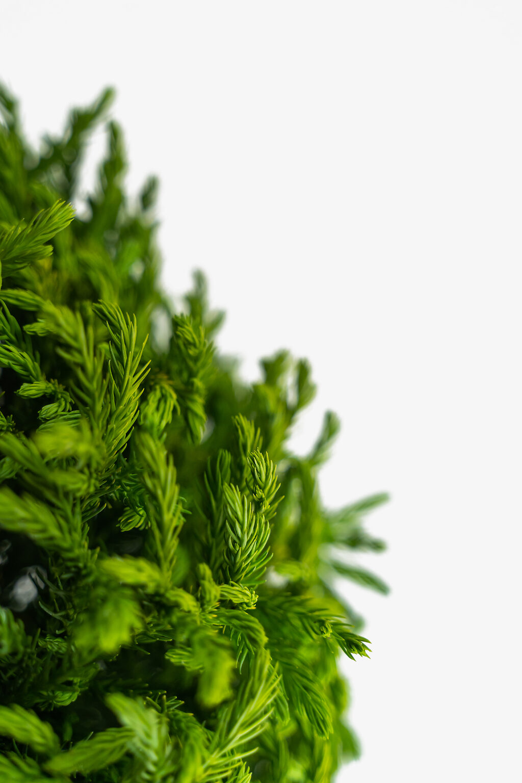 Dwarf Globe Japanese Cedar Trees For Sale | The Tree Center