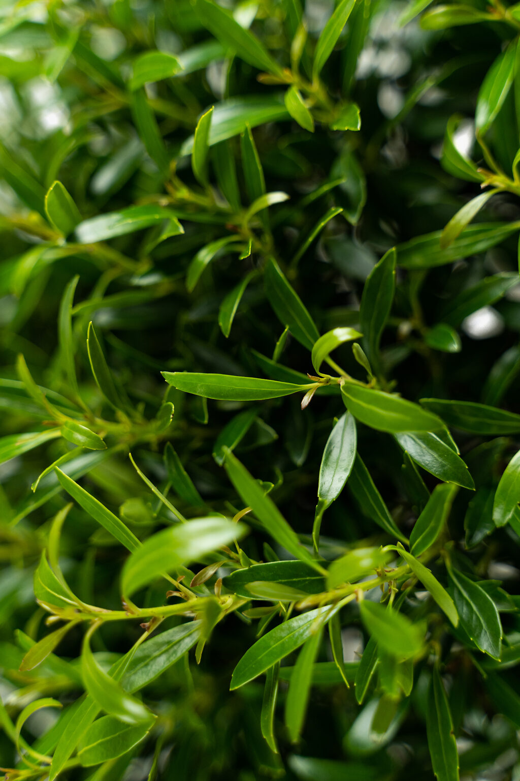 Compact Inkberry Holly For Sale Online The Tree Center