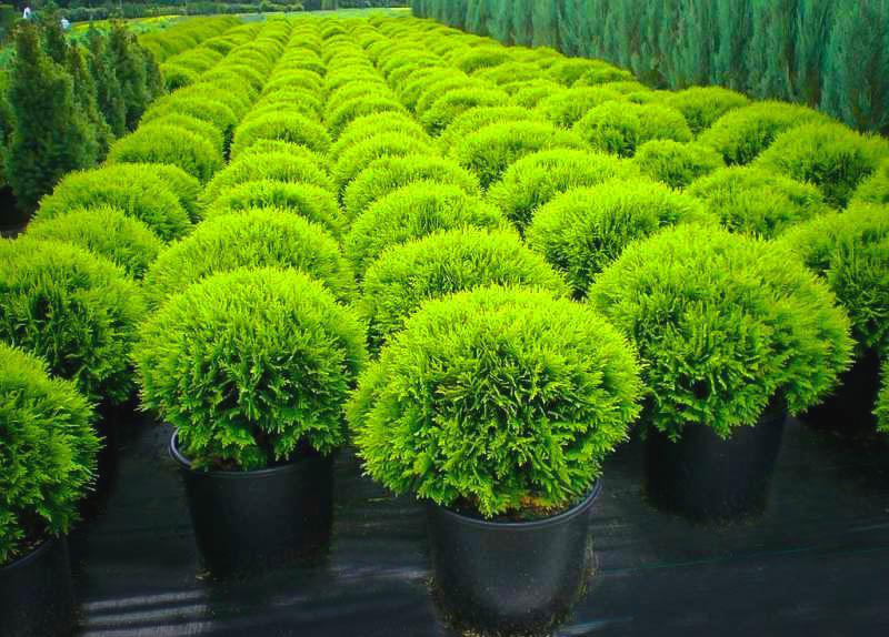 Dwarf Globe Japanese Cedar Trees For Sale | The Tree Center