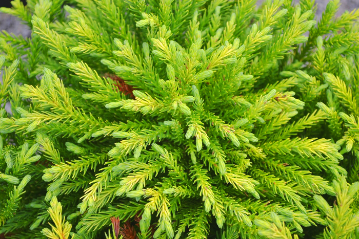 Dwarf Globe Japanese Cedar Trees For Sale | The Tree Center
