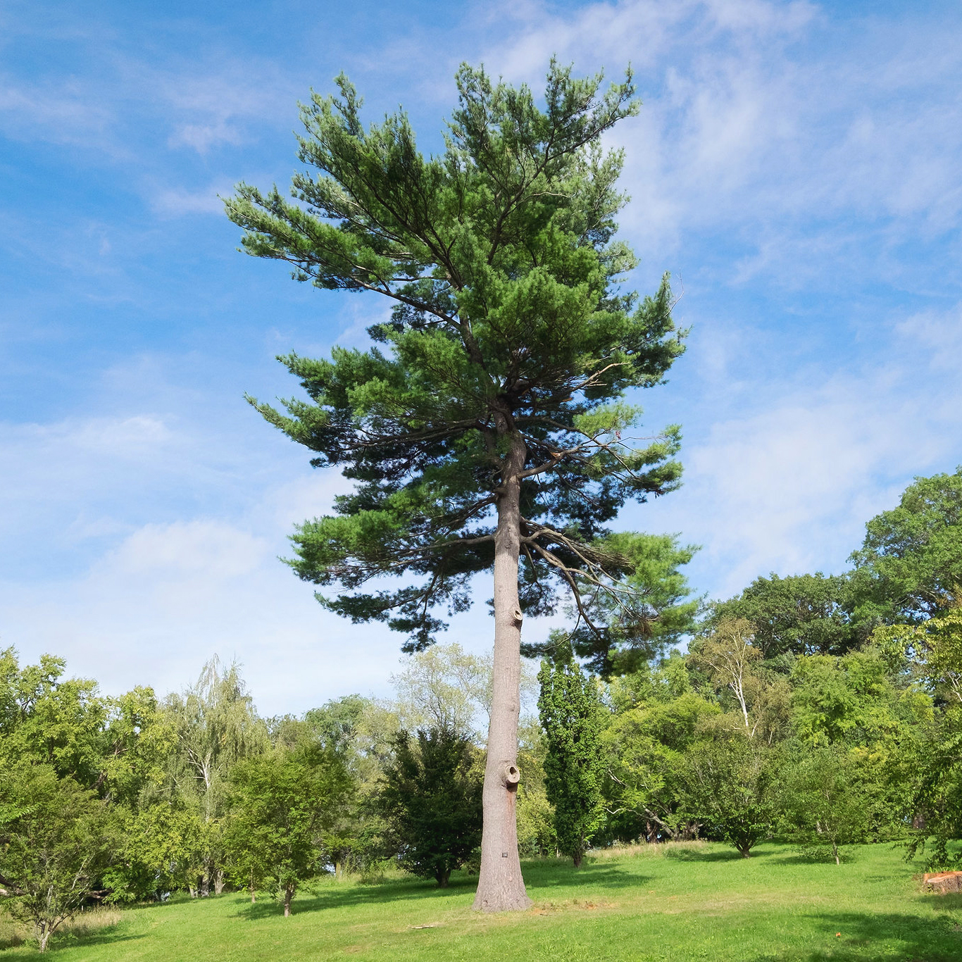 white pine tree white pine tree