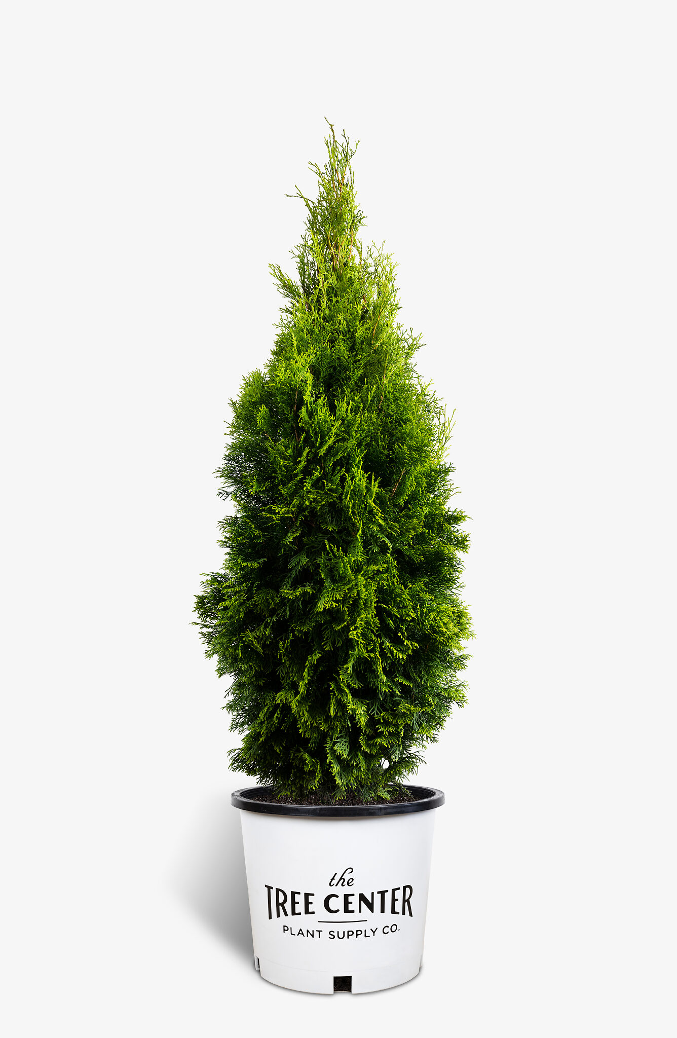 Emerald Green Arborvitae Buy Emerald Thuja Online The Tree Center