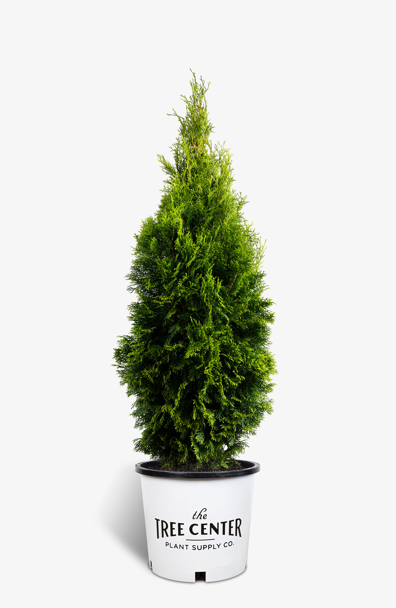emerald green arborvitae | buy emerald thuja online | the tree center