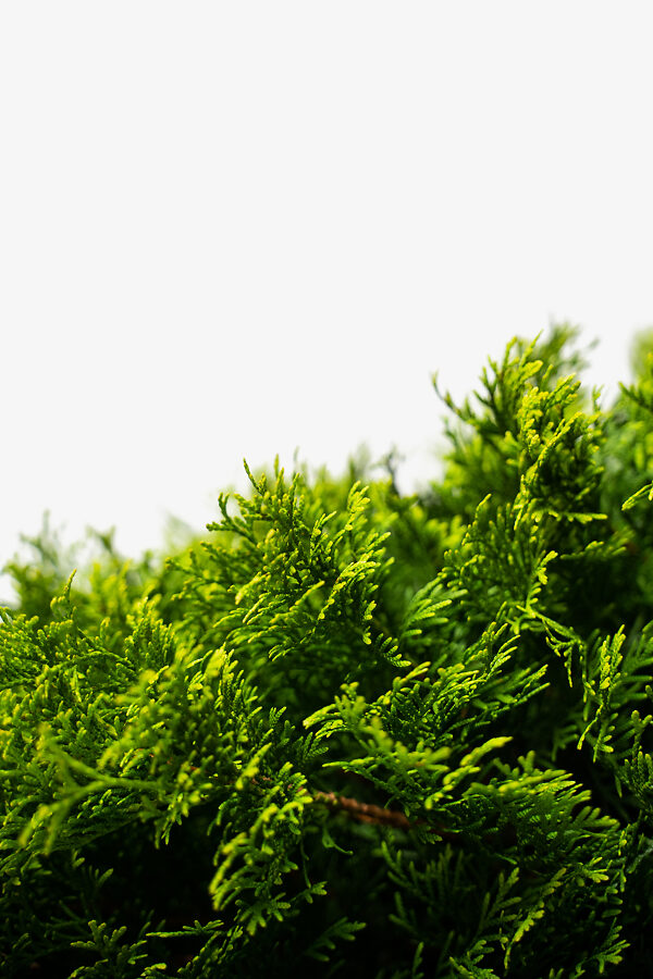 Emerald Green Arborvitae Buy Emerald Thuja Online The Tree Center