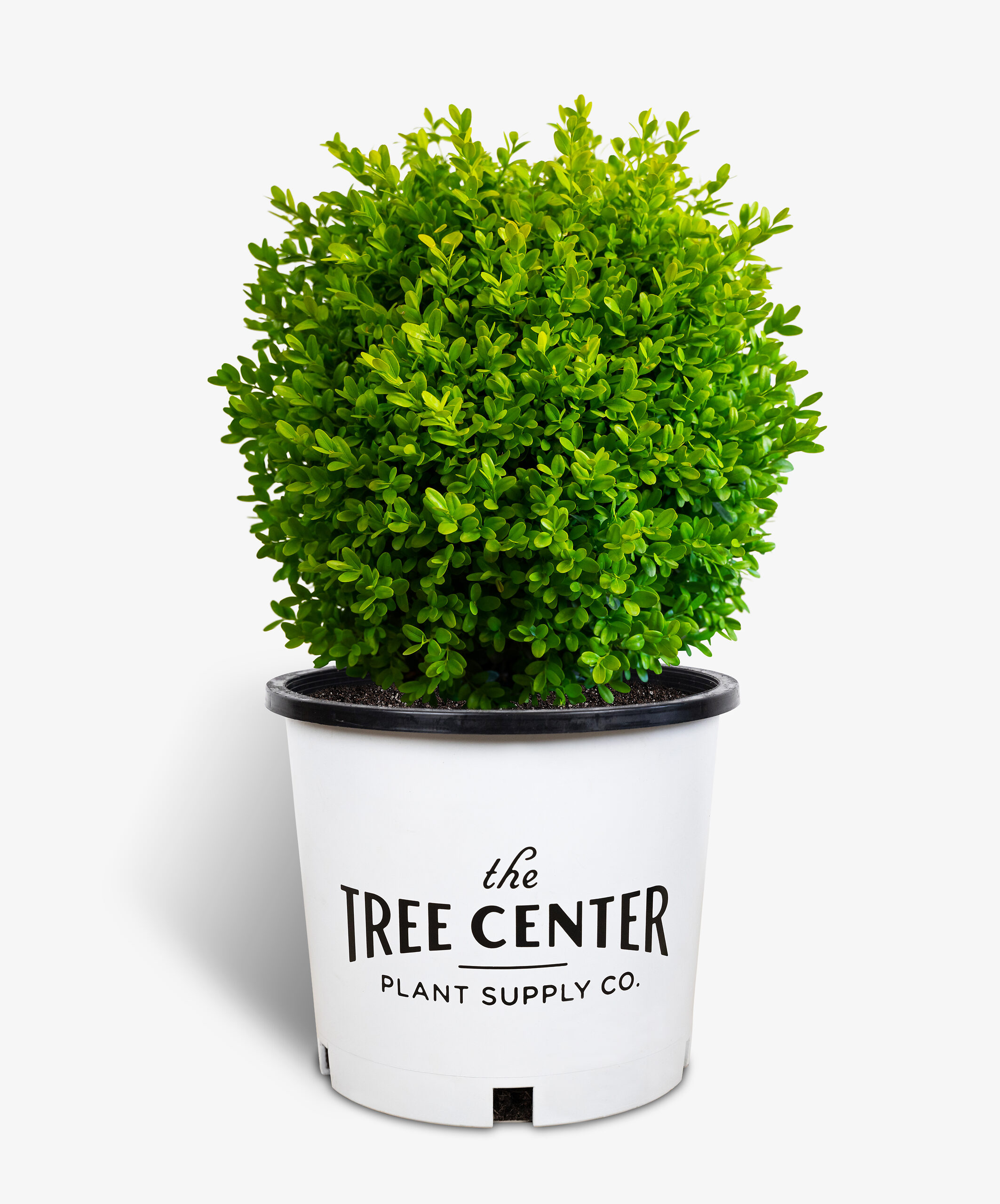 English Boxwood