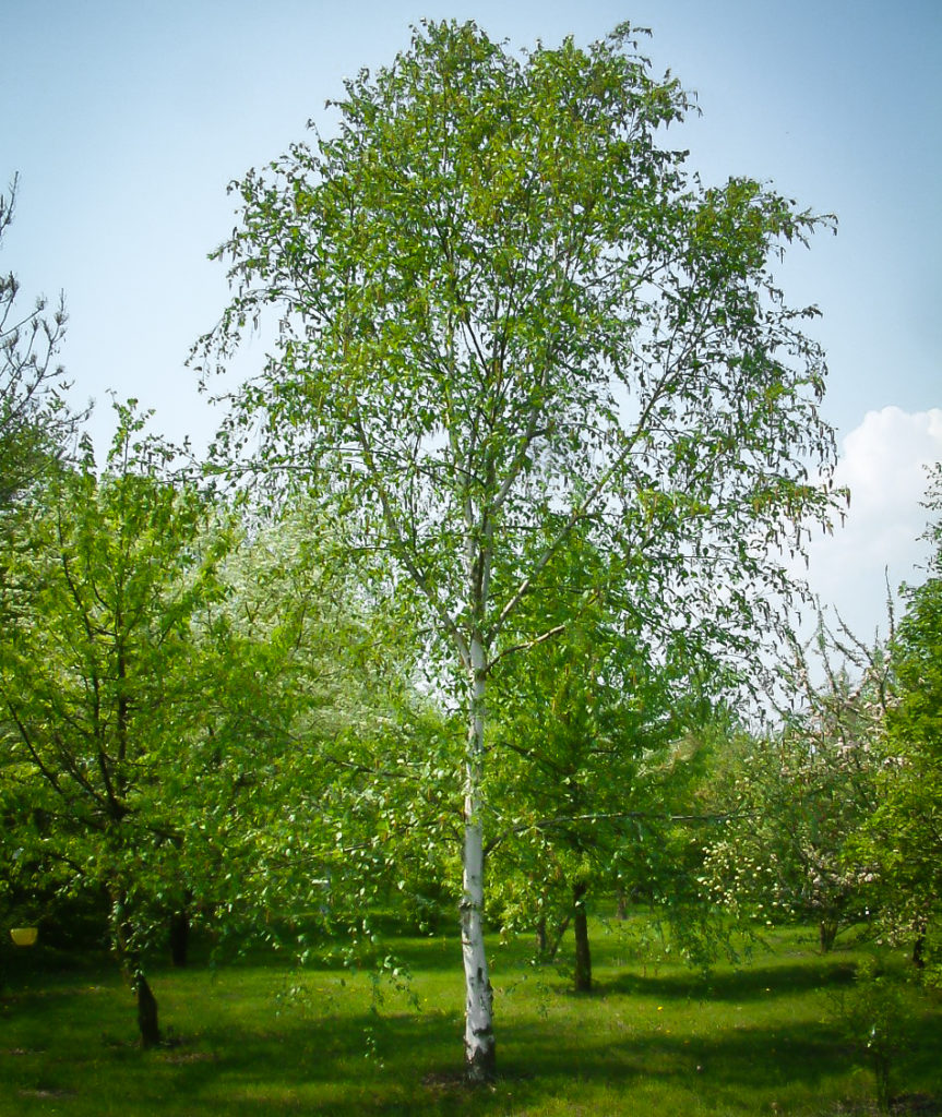 List 96+ Images pictures of white birch trees Full HD, 2k, 4k