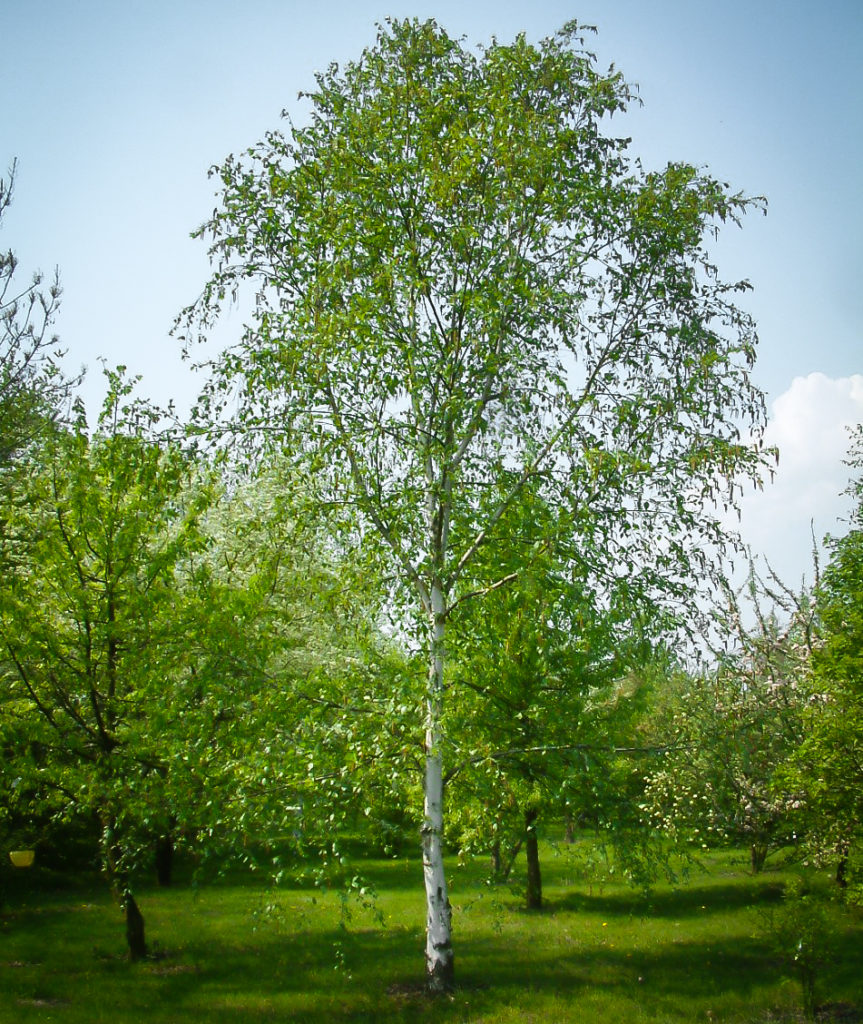 European White Birch Trees For Sale The Tree Center full-size-picture-of-paper-birch-american-white-birch-canoe-birch