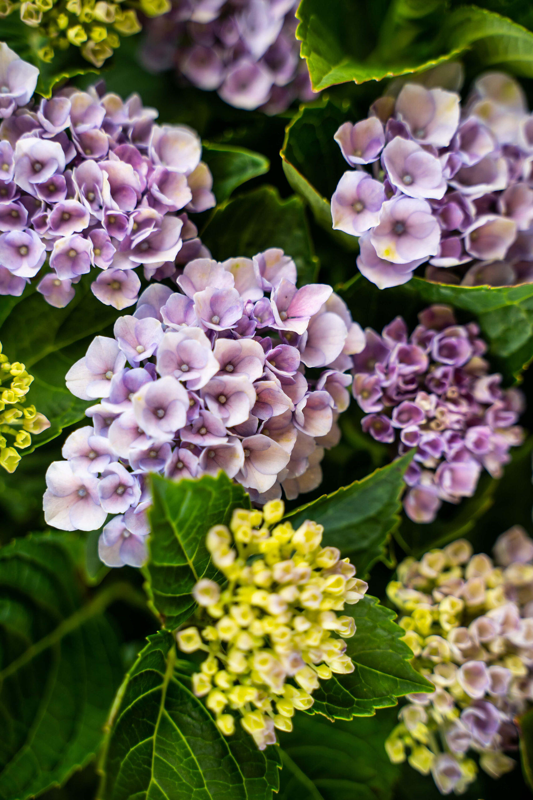Everlasting Revolution Hydrangea Shrubs For Sale Online