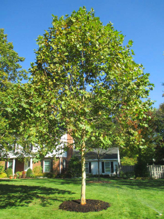 EXCLAMATION! London For Sale The Tree Center