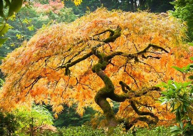 Japanese Maple Leaves In Fall | The Tree Center