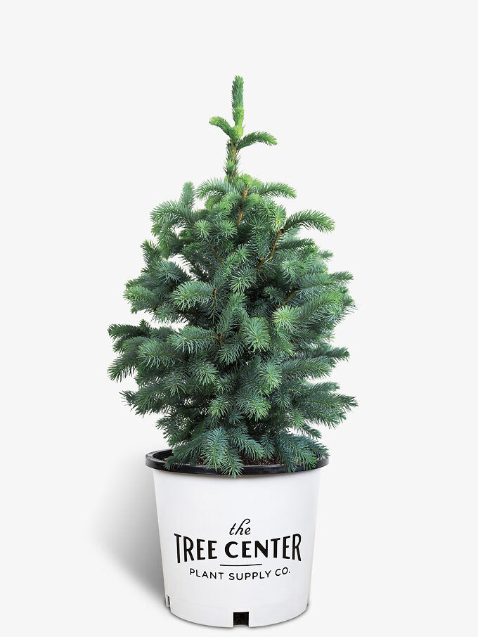 Buy Spruce Trees Online Spruce Trees for Sale The Tree Center