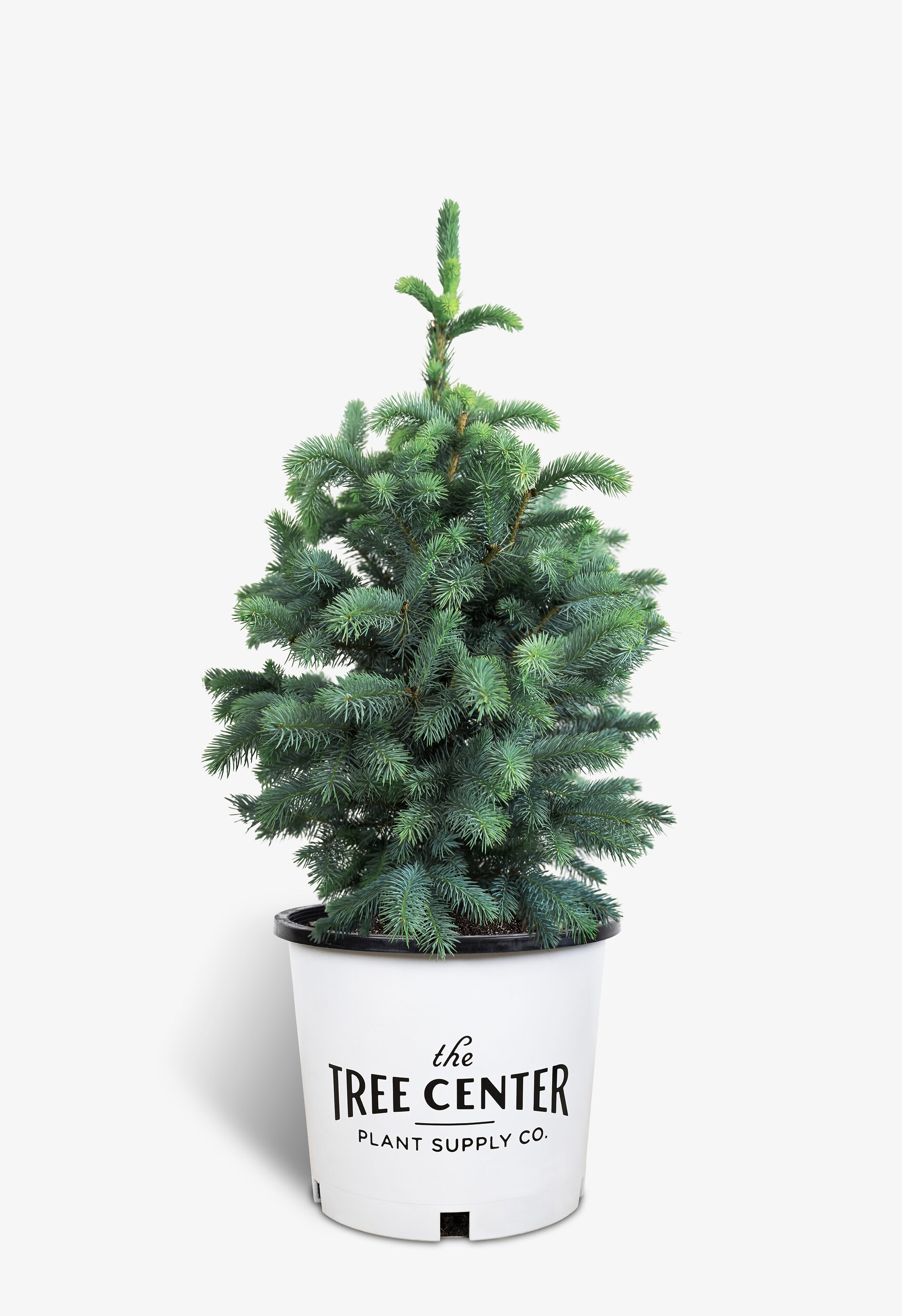 Fat Albert Colorado Blue Spruce For Sale Online The Tree Center