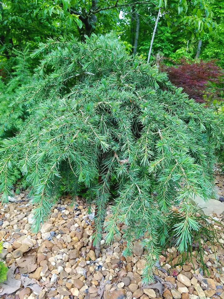 Feelin' Blue Deodar Cedar For Sale Online The Tree Center