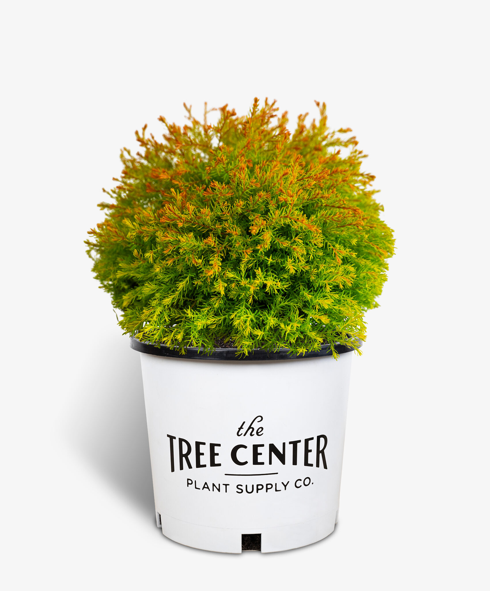 Fire Chief Arborvitae Deer Resistant