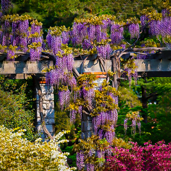 Amethyst Falls Wisteria For Sale The Tree Center