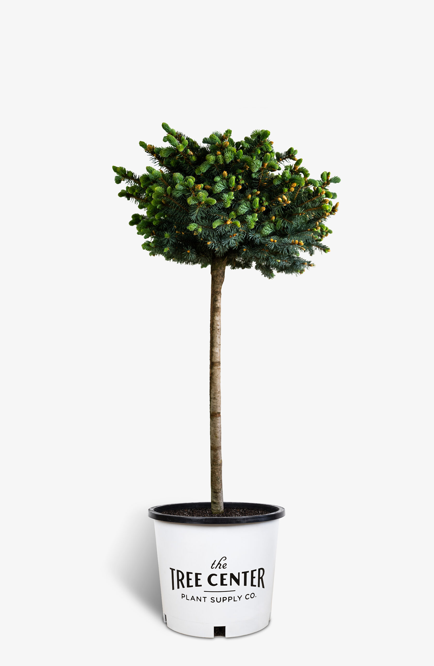 15+ Globe Colorado Spruce