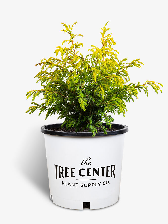 Buy Juniper Trees Juniper Trees For Sale The Tree Center