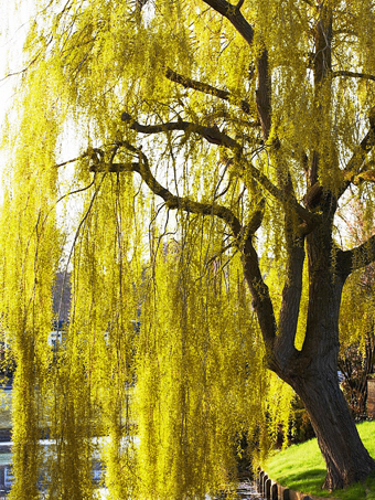 Weeping Golden Willow