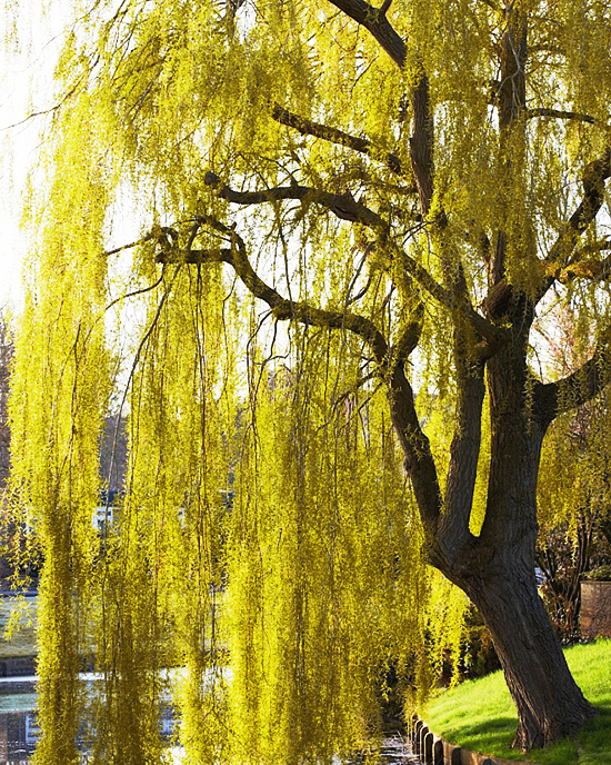 Weeping Willow  Star Nursery Garden and Rock Centers