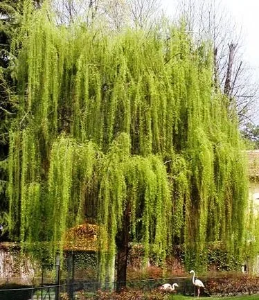 How to Grow and Care for Weeping Willow Trees (Complete Guide)