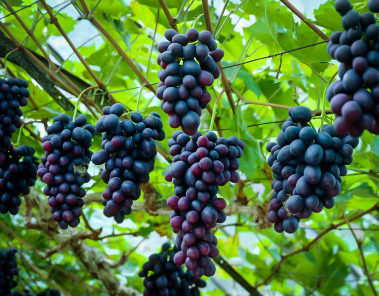 Southern Home Grape Vines For Sale The Tree Center