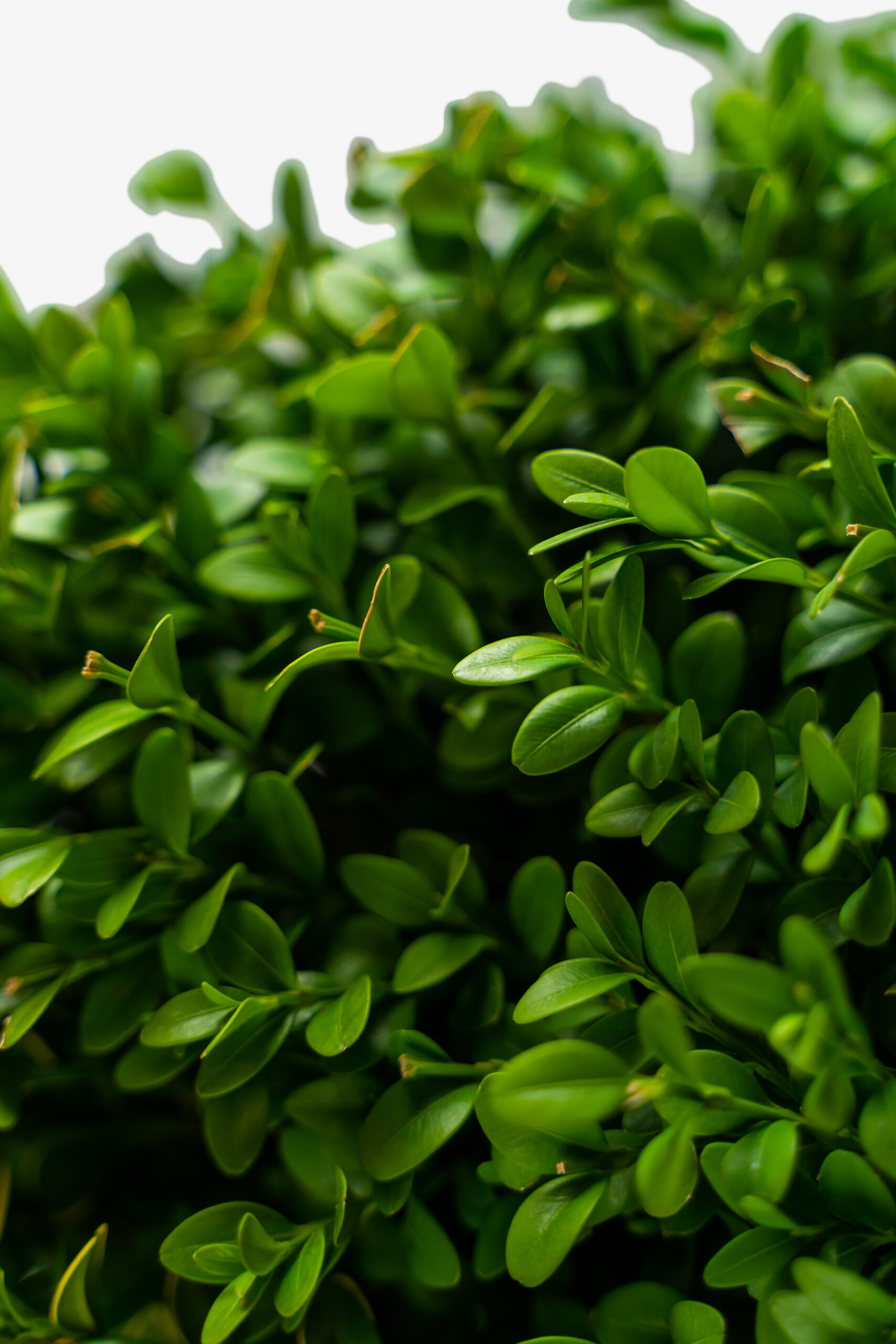 Green Mountain Boxwood Shrubs For Sale The Tree Center