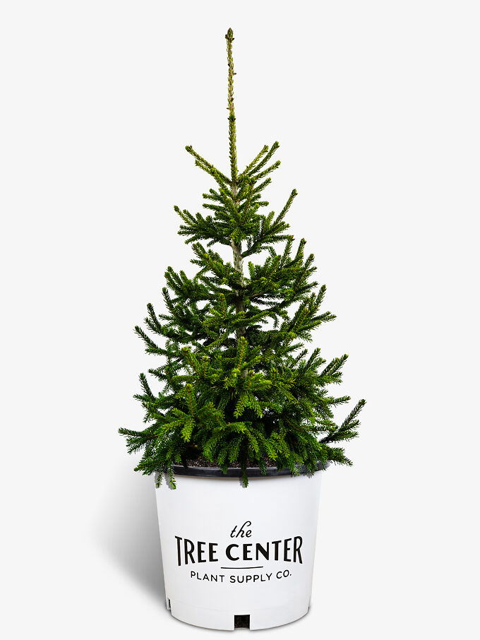 Buy Spruce Trees Online Spruce Trees for Sale The Tree Center