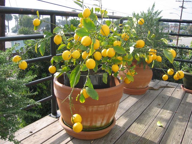 Growing Citrus Trees In Containers The Tree Center