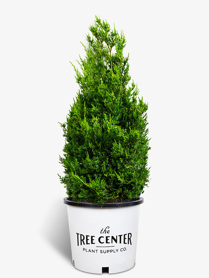Buy Juniper Trees Juniper Trees For Sale The Tree Center