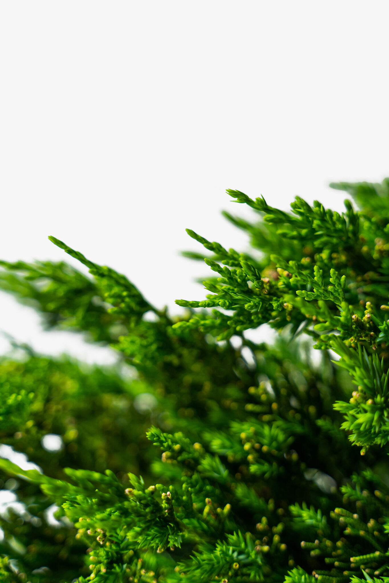 Hollywood Juniper For Sale The Tree Center